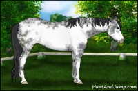 Horse Color:Black Ice Sabino Frame 