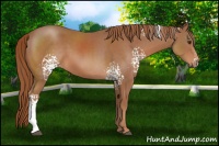 Horse Color:White Spotted Chestnut 