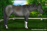 Horse Color:Black Tobiano 