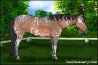 Horse Color:Bay Ice Rabicano 