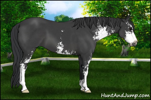 Horse Color: Black Sabino 
