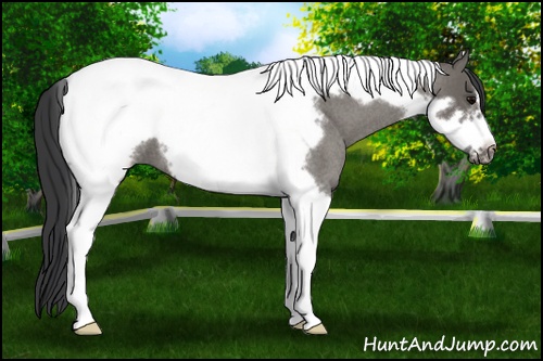 Horse Color: Grullo Roan Tobiano Frame 