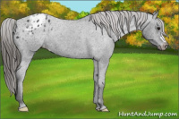 Horse Color:Black Appaloosa