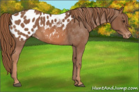 Horse Color:Liver Chestnut Appaloosa 