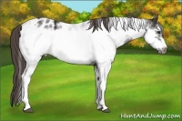 Horse Color:Liver Chestnut Sabino Frame Appaloosa 