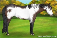 Horse Color:Brown Frame Rabicano 