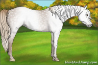 Horse Color:Gray Chestnut 