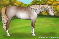 Horse Color:Gray Chestnut 