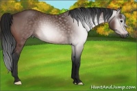 Horse Color:Gray Bay 