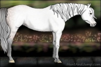 Horse Color:Gray Bay 