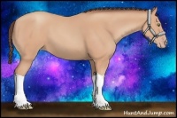 Horse Color:Amber Champagne 