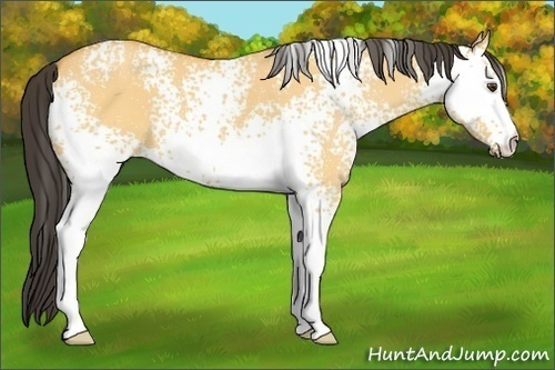 Horse Color: White Spotted Buckskin Dun 