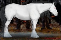 Horse Color:Bay Chinchilla 