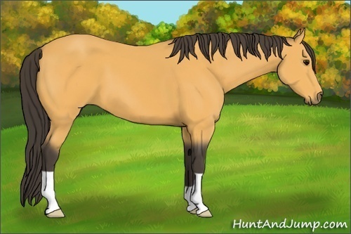 Horse Color: Buckskin 