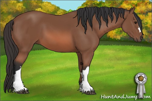 Horse Color: Bay Mushroom 