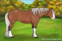 Horse Color:Silver Bay Splash 