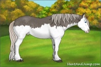 Horse Color:Silver Black Splash 