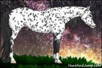 Horse Color:Black Near Leopard 