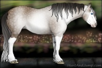 Horse Color:Gray Classic Champagne Splash 