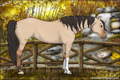 Horse Color:Bay Dun