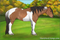 Horse Color:Bay Tobiano Rabicano