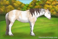 Horse Color:White Spotted Amber Champagne Dun Tobiano 