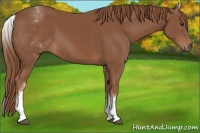 Horse Color:White Spotted Chestnut 