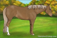 Horse Color:Chocolate Palomino 
