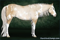 Horse Color:White Spotted Palomino Roan Splash 