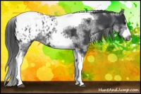 Horse Color:White Spotted Black Splash Tobiano Frame Appaloosa
