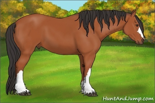 Horse Color: Bay 