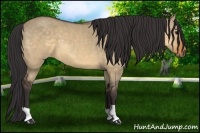 Horse Color:Buckskin Dun 