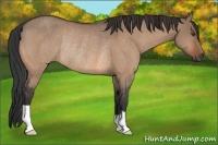 Horse Color:Brown Dun Rabicano 