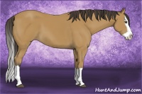 Horse Color:Buckskin Splash 