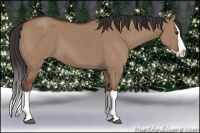 Horse Color:Bay Dun Splash 