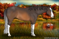 Horse Color:Buckskin Splash 