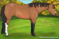Horse Color:Unknown 