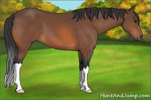 Horse Color: Bay 