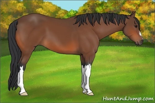 Horse Color: Bay 