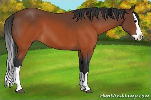 Horse Color: Brown Splash 