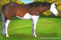 Horse Color:Bay Splash 