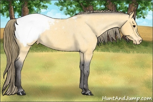 Horse Color: Buckskin Snowcap 