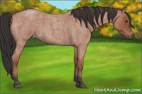 Horse Color:Bay Roan 