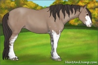 Horse Color:Classic Champagne Sabino 