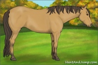Horse Color:Buckskin 