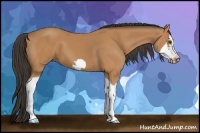 Horse Color:Bay Splash Frame 