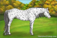 Horse Color:White Spotted Blue Roan Splash Frame Appaloosa 
