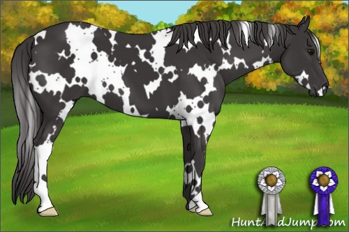 Horse Color: White Spotted Smoky Black 