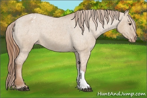 Horse Color: Unknown 