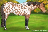 Horse Color:Bay Tobiano Near Leopard